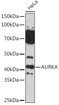 AURKA Rabbit polyclonal antibody