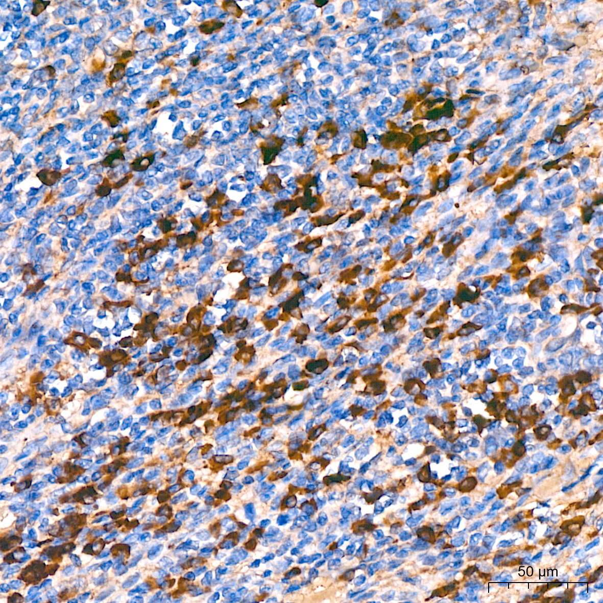 human IgG (Fc) Mouse monoclonal antibody
