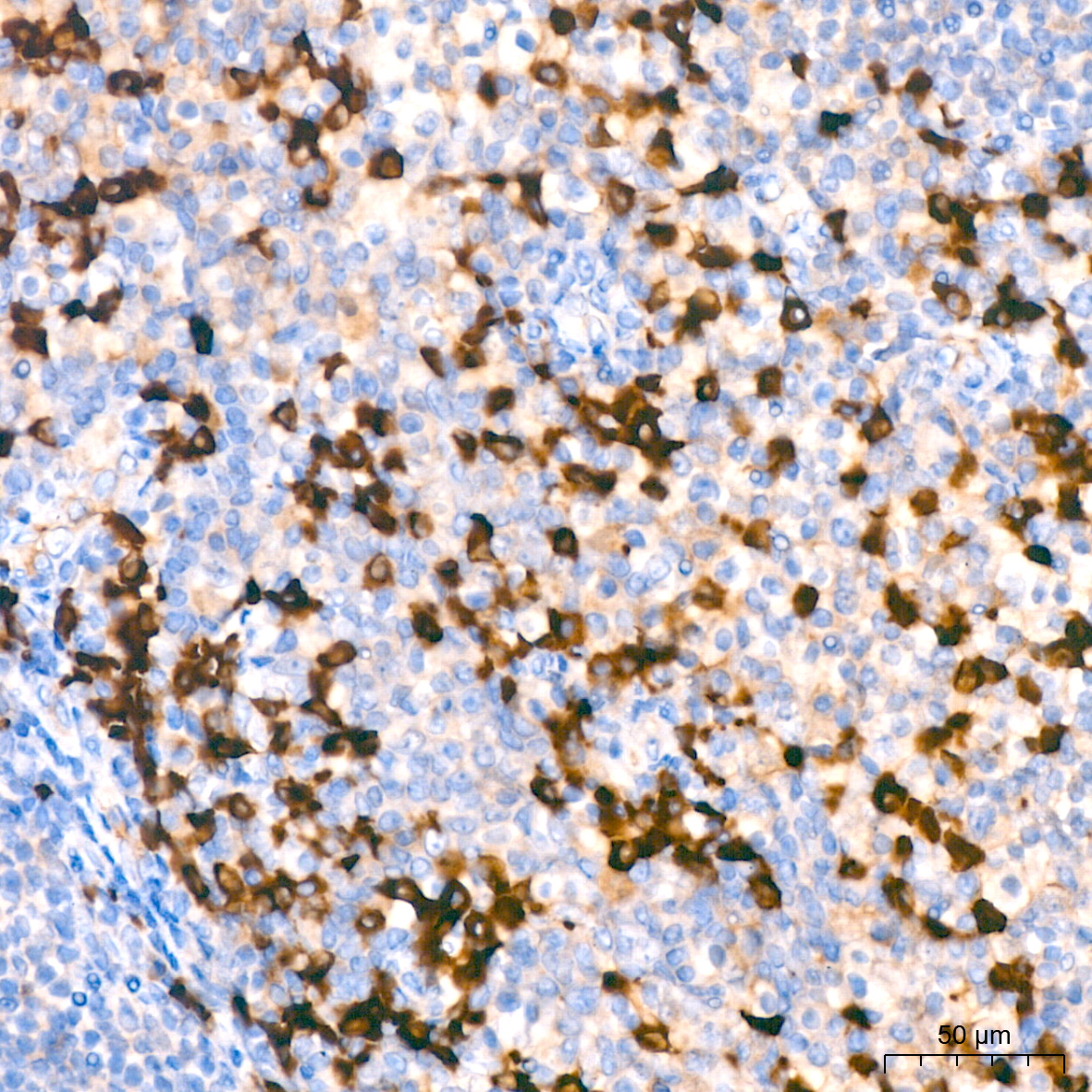 human IgG (Fc) Mouse monoclonal antibody