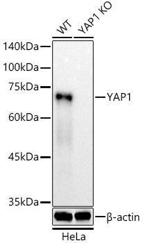 [KO Validated] YAP1 Rabbit monoclonal antibody