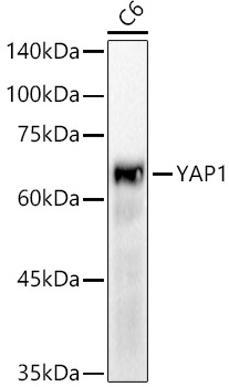 [KO Validated] YAP1 Rabbit monoclonal antibody