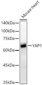 [KO Validated] YAP1 Rabbit monoclonal antibody