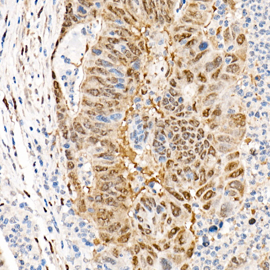 [KO Validated] YAP1 Rabbit monoclonal antibody