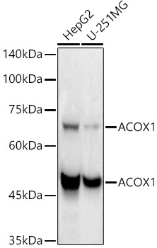 ACOX1 Rabbit monoclonal antibody
