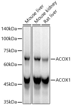 ACOX1 Rabbit monoclonal antibody