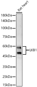 LKB1 Rabbit polyclonal antibody