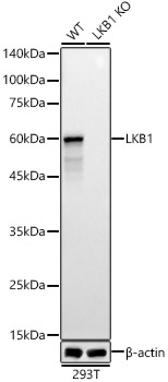LKB1 Rabbit polyclonal antibody