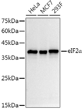 eIF2A Alpha Rabbit monoclonal antibody