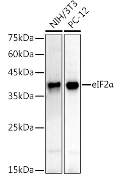 eIF2A Alpha Rabbit monoclonal antibody