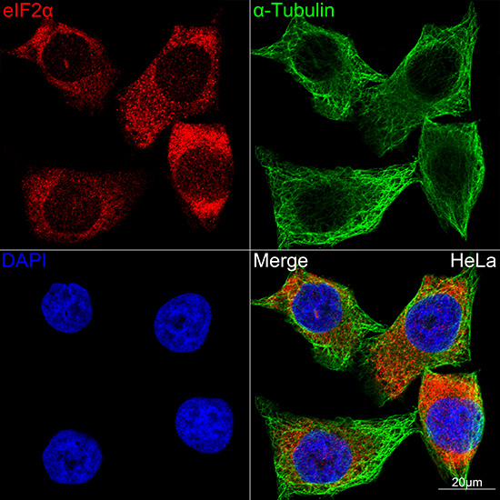 eIF2A Alpha Rabbit monoclonal antibody