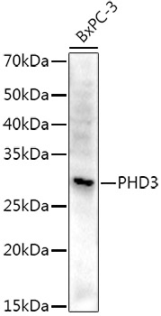 PHD3 Rabbit monoclonal antibody