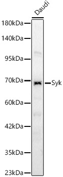 Syk Rabbit polyclonal antibody