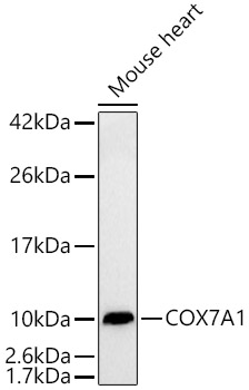 COX7A1 Rabbit monoclonal antibody
