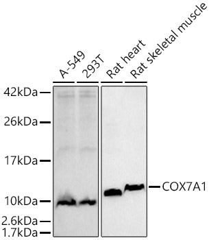 COX7A1 Rabbit monoclonal antibody