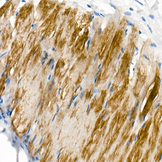 COX7A1 Rabbit monoclonal antibody