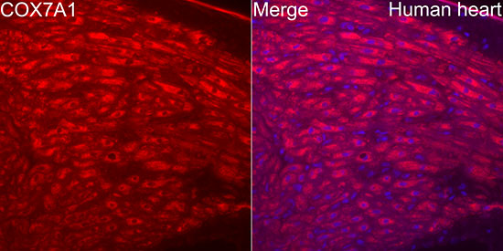COX7A1 Rabbit monoclonal antibody