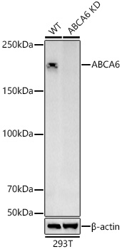 [KD Validated] ABCA6 Rabbit polyclonal antibody