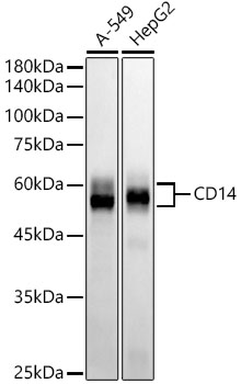 CD14 Rabbit monoclonal antibody