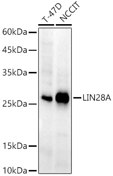 LIN28A Rabbit monoclonal antibody