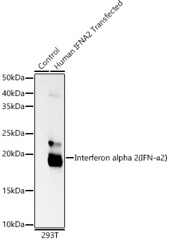 Interferon alpha 2 (IFN-A Alpha2) Rabbit monoclonal antibody