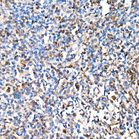Interferon alpha 2 (IFN-A Alpha2) Rabbit monoclonal antibody