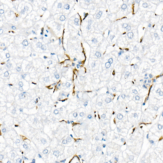 TNF-A Alpha Rabbit monoclonal antibody