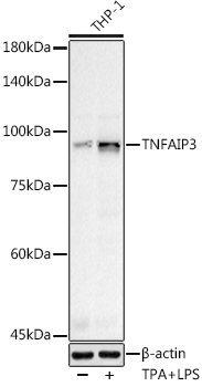 TNFAIP3 Rabbit polyclonal antibody