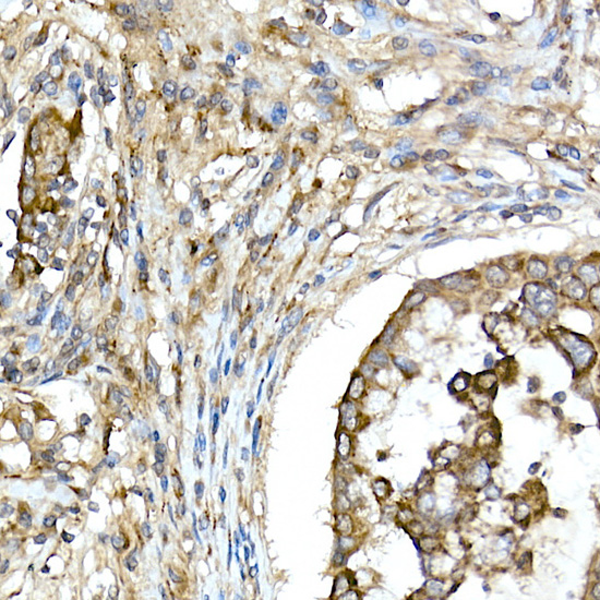 TNFAIP3 Rabbit polyclonal antibody