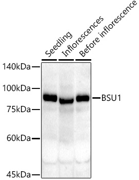 BSU1 Rabbit polyclonal antibody