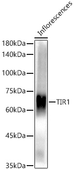 TIR1 Rabbit polyclonal antibody
