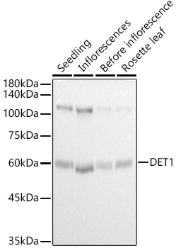 DET1 Rabbit polyclonal antibody