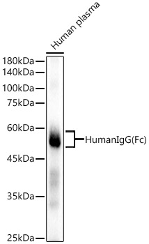 Human IgG (Fc) Rabbit monoclonal antibody