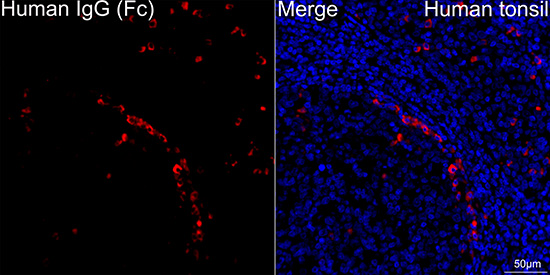 Human IgG (Fc) Rabbit monoclonal antibody