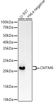 CMTM6 Rabbit monoclonal antibody