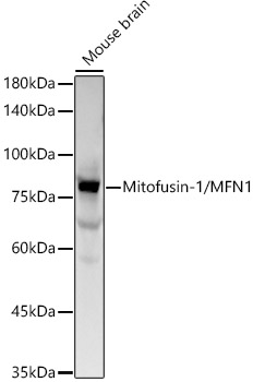 Mitofusin-1/MFN1 Rabbit monoclonal antibody