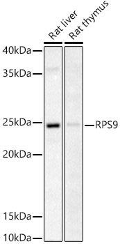 RPS9 Rabbit polyclonal antibody