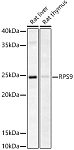 Western blot - RPS9 Rabbit pAb (A21298)