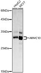 Western blot - ARMC10 Rabbit pAb (A21304)