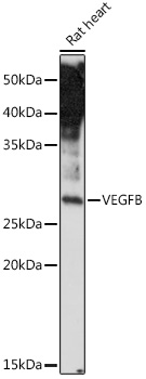 VEGFB Rabbit polyclonal antibody