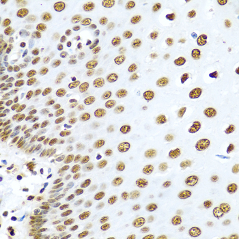 HNRNPR Rabbit polyclonal antibody