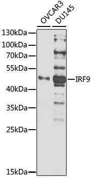 [KO Validated] IRF9 Rabbit polyclonal antibody
