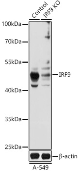 [KO Validated] IRF9 Rabbit polyclonal antibody