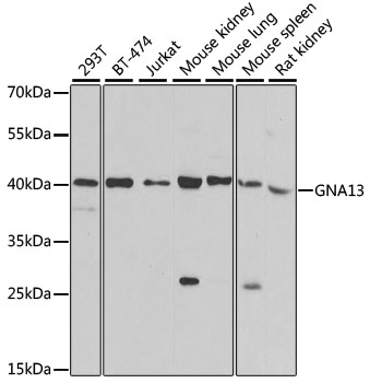 GNA13 Rabbit polyclonal antibody