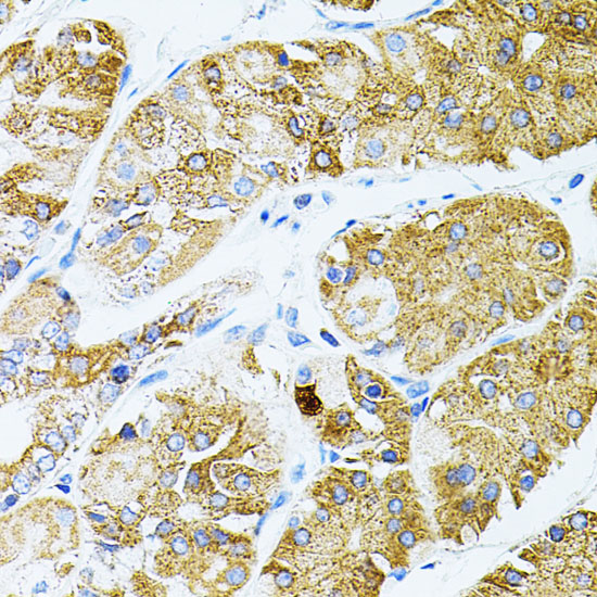 GNA13 Rabbit polyclonal antibody