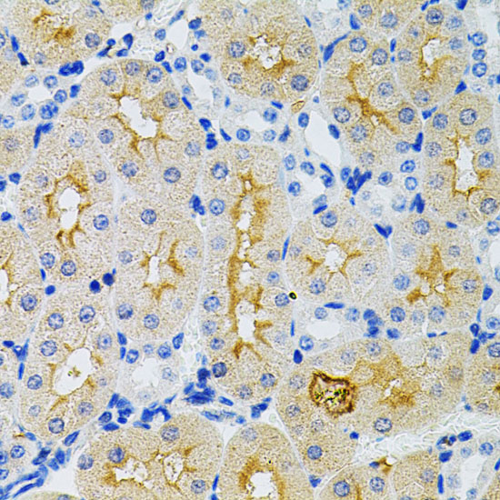 GNA13 Rabbit polyclonal antibody