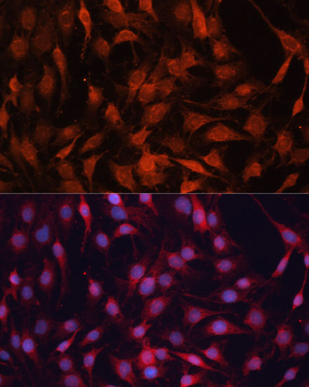 GNA13 Rabbit polyclonal antibody