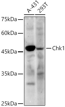 Chk1 Rabbit pAb