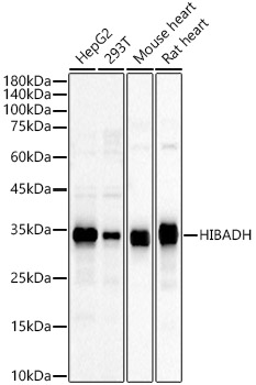 HIBADH Rabbit polyclonal antibody