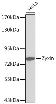 Zyxin Rabbit polyclonal antibody
