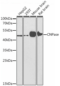 CNPase Rabbit polyclonal antibody